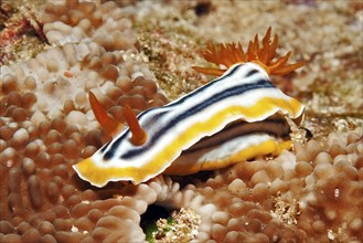 Striped star snail (Chromodoris strigata), Pacific Ocean, Yap Island, Yap State, Caroline Islands,