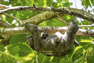 Brown-throated sloth (Bradypus variegatus) with baby, young animal, climbing a tree, Cahuita