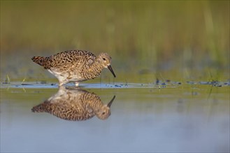 Ruff (Philomachus pugnax), female, Narew, Bialystok, Podlasie, Poland, Europe