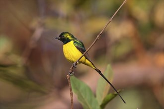 Green-breasted Sunbird, Green-throated Sunbird, (Hedydipna platura), Tendaba camp / Kwinella area,