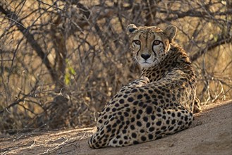 Cheetah (Acinonyx Jubatus) lying next to a termite mound and looking back at the camera, Okonjima