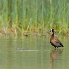 White-faced Whistling Duck, White-faced Whistling-Duck, White-faced Whistling-duck, (Dendrocygna