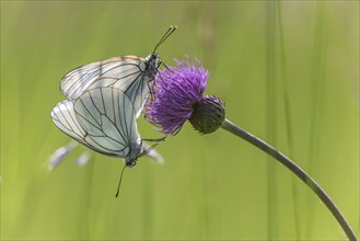 Black-Veined White butterflies (Aporia crataegi) mating in a natural meadow in spring. Bas Rhin,