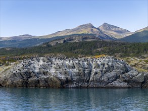 Cormorants (Leucocarbo atriceps) Blue-eyed Cormorant colony on rocks by the water, Patagonia,