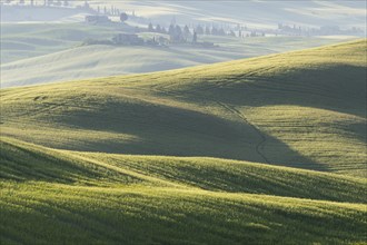 Landscape at sunrise around Pienza, Val d'Orcia, Orcia Valley, UNESCO World Heritage Site, Province