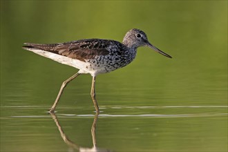 Common greenshank (Tringa nebularia) Chevalier aboyeur, Archibebe Claro, Offstein sewage ponds,