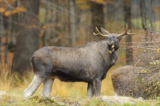 Close-up of an Eurasian elk (Alces alces) or moose in autumn in the bavarian forest