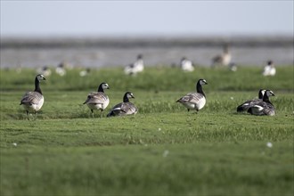 Grazing barnacle geese or barnacle geese (Branta leucopsis), Hauke-Haien-Koog nature reserve, North