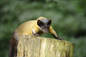 Yellow-throated marten (Martes flavigula) in a forest, captive