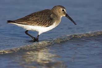 Dunlin (Calidris alpina), Bécasseau variable, Correlimos Comun, Ft. De Soto Park, St. Petersburg,