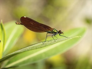 Dragonfly, Dragonfly, Dragonfly, Greece, Lesbos Island, (Crocothemis erythraea), Lesbos, Lesbos