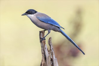 Blue magpie, (Cyanopica cyanus), Hides De Calera / Magpie Hide, Calera Y Chozas, Castilla La Mancha