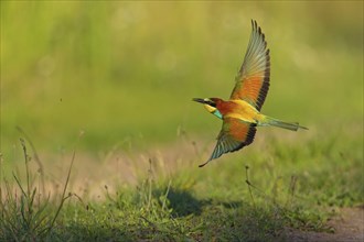 Bee-eater, (Merops apiaster), flight photo, Tiszaalp-r, Kiskuns-gi National Park, B-cs-Kiskun,