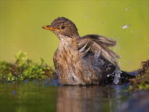 Blackbird (Turdus merula), one, individual, biotope, habitat, perch, water body, garden, Neuhofen,