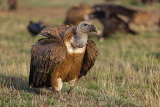 Griffon Vulture, Eurasian Griffon Vulture, Griffon Vulture, Eurasian Griffon, (Gyps fulvu), Vautour