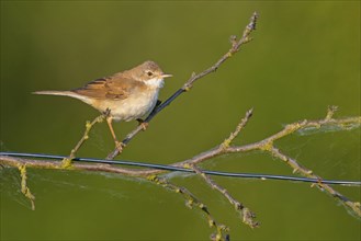 Whitethroat, common whitethroat (Sylvia communis), Fauvette grisette, Curruca Zarcera, songbird,