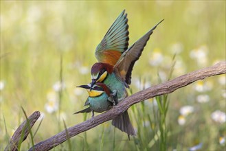 Bee-eater, (Merops apiaster), copula, mating, Tiszaalpar, Kiskunsagi National Park, Bacs-Kiskun,