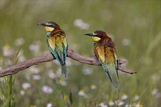 Bee-eater, (Merops apiaster), pair on perch, Tiszaalp-r, Kiskuns-gi National Park, B-cs-Kiskun,