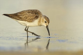 Animal, Animals, Bird, Birds, dunlin (Calidris alpina), Snipe bird, East Khawr / Khawr Ad Dahariz,