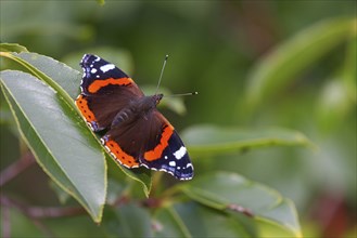 Red admiral (Vanessa atalanta), Pyrameis atalanta, butterfly, butterfly, insect, insects, (Aglais