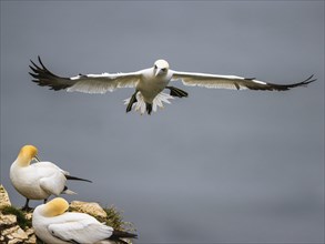 Northern Gannet, Morus bassanus, bird in flight over sea, Bempton Cliffs, North Yorkshire, England,