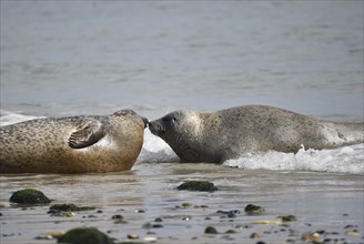 Grey seal (Halichoerus grypus) on the beach of Heligoland, Schleswig-Holstein, Germany, Europe