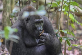 Western lowland gorilla (Gorilla gorilla gorilla), male animal, silverback, Loango National Park,