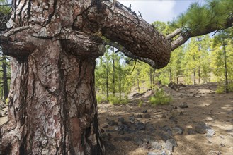 Canary Island pine (Pinus canariensis) Arena Negras, Teide National Park, Tenerife, Canary Islands,