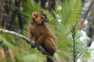 Hybrid, mixture of moor maki and crown maki, (Eulkemur macaco)