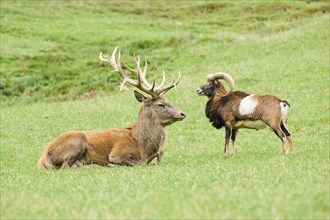 A Red deer (Cervus elaphus) with antlers and a ram Mouflon (Ovis gmelini) standing nearby in a