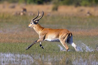 Red hartebeest, Africa, Botswana, (Kobus leche), Okovango Delta, Africa