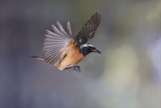 Common redstart (Phoenicurus phoenicurus), male approaching the nest with food in his beak, North