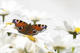 A peacock butterfly (Inachis io, Nymphalis io) sitting on white flowers, daisies, close-up, Hesse,