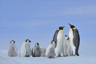 Emperor penguins (Aptenodytes forsteri), pair with chicks, Snow Hill Island, Antarctic Peninsula,