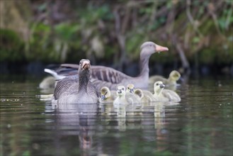 Greylag geese (Anser anser), Germany, Europe