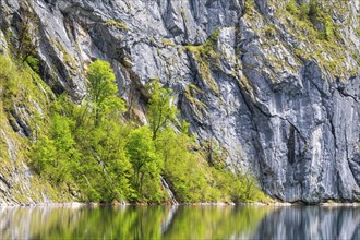 Beeches (Fagus) in front of a rock face, beech family (Fagaceae), Obersee, Berchtesgadener Land,