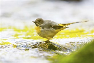 Grey wagtail (Motacilla cinerea), Bergeronnette des ruisseaux, Lavandera Cascadena, mountain