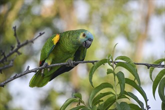 Blue-fronted amazon (Amazona aestiva) in the wild, seen in Buenos Aires, Argentina, South America