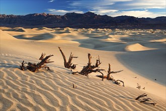 Mesquite Flats Sand Dunes, Sand Dunes, Death Valley National Park, California, USA, North America