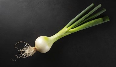 Vegetable, spring onion or spring onion, also known as winter onion, Allium fistulosum