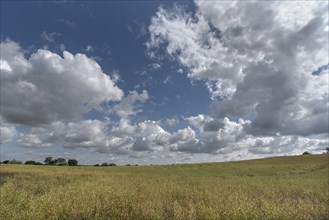 Ripe rape field (Brassica napus), cloudy sky Mecklenburg-Vorpommern, Germany, Europe