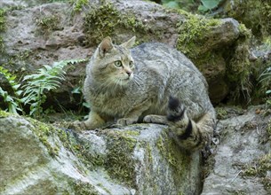 European wildcat (Felis silvestris) sitting on a rock, captive, Germany, Europe