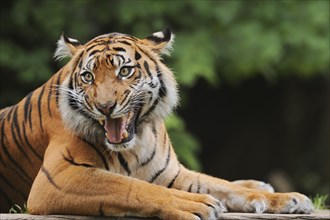 Sumatran tiger (Panthera tigris sumatrae), male snarling, captive, occurring on Sumatra, Indonesia,