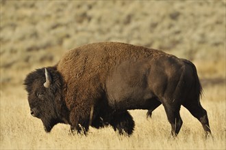 American bison (Bos bison, Bison bison), male, Yellowstone National Park, Wyoming, USA, North