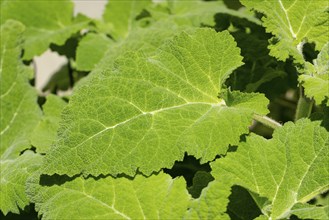 Close-up of clary (Salvia sclarea) leaves, Ternitz, Lower Austria, Austria, Europe