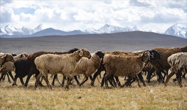 Flock of sheep on a plateau, Ak Shyrak Mountains, near Kumtor, Kara-Say, Tian Shan, Kyrgyzstan,