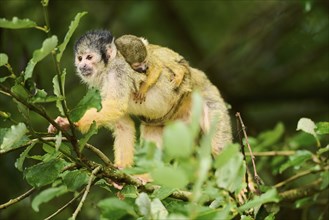 Common squirrel monkey (Saimiri sciureus) mother with her youngster, captive, distribution South