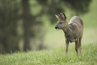 European roe deer (Capreolus capreolus) fawn in winter coat and short basal spikes in the meadow,