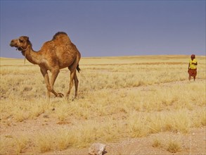 A woman with a dromedary on the edge of the Namib-Naukluft National Park. Namibia