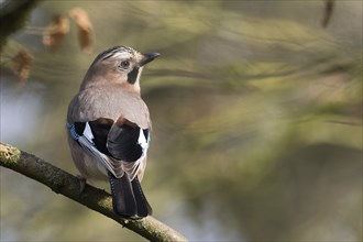 A jay (Garrulus glandarius) with blue-black plumage resting on a branch, Hesse, Germany, Europe